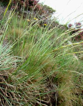 Fotografia 1 da espécie Pseudarrhenatherum longifolium no Jardim Botânico UTAD