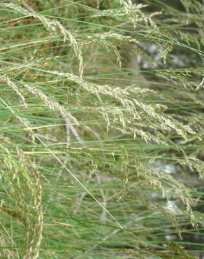 Fotografia 4 da espécie Pseudarrhenatherum longifolium no Jardim Botânico UTAD