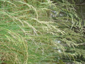 Fotografia da espécie Pseudarrhenatherum longifolium