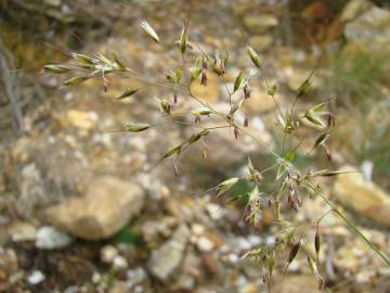 Fotografia da espécie Pseudarrhenatherum longifolium