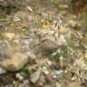 Fotografia 6 da espécie Pseudarrhenatherum longifolium do Jardim Botânico UTAD