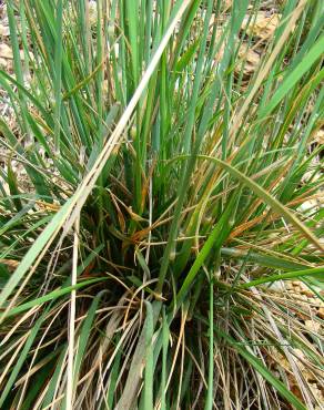 Fotografia 7 da espécie Pseudarrhenatherum longifolium no Jardim Botânico UTAD