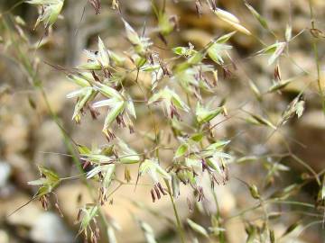 Fotografia da espécie Pseudarrhenatherum longifolium