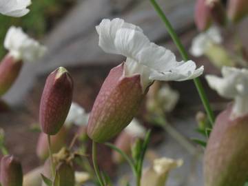 Fotografia da espécie Silene uniflora subesp. uniflora