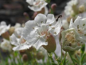 Fotografia da espécie Silene uniflora subesp. uniflora