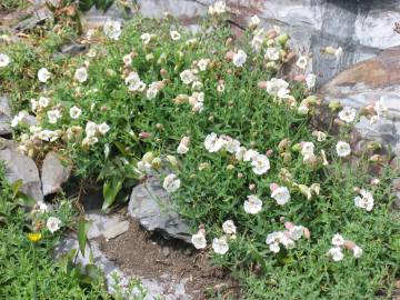 Fotografia da espécie Silene uniflora subesp. uniflora