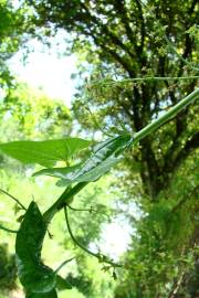 Fotografia da espécie Dioscorea communis