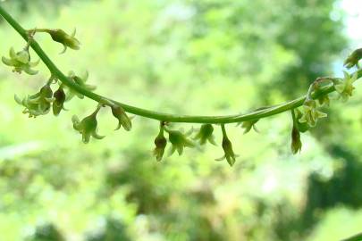 Fotografia da espécie Dioscorea communis