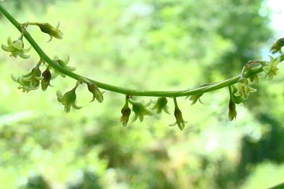 Fotografia da espécie Dioscorea communis