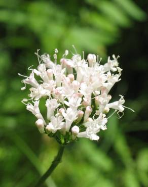 Fotografia 4 da espécie Valeriana officinalis no Jardim Botânico UTAD