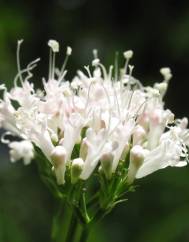 Valeriana officinalis