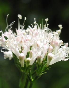 Fotografia 1 da espécie Valeriana officinalis no Jardim Botânico UTAD