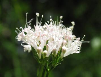 Fotografia da espécie Valeriana officinalis