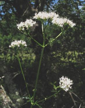 Fotografia 5 da espécie Valeriana officinalis no Jardim Botânico UTAD