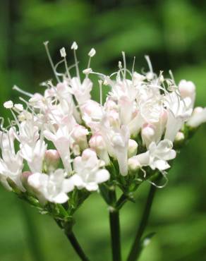 Fotografia 6 da espécie Valeriana officinalis no Jardim Botânico UTAD