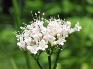 Fotografia da espécie Valeriana officinalis