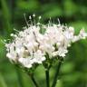 Fotografia 6 da espécie Valeriana officinalis do Jardim Botânico UTAD