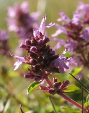 Fotografia 1 da espécie Thymus pulegioides no Jardim Botânico UTAD