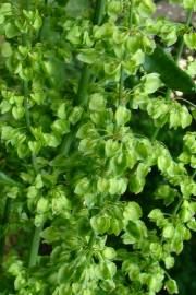 Fotografia da espécie Rumex crispus