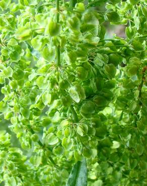 Fotografia 3 da espécie Rumex crispus no Jardim Botânico UTAD