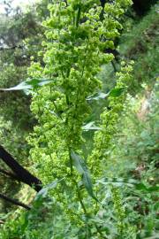 Fotografia da espécie Rumex crispus