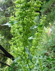 Rumex crispus