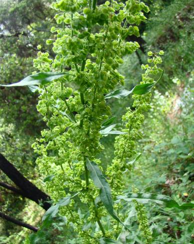 Fotografia de capa Rumex crispus - do Jardim Botânico