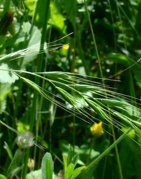 Fotografia 4 da espécie Vulpia bromoides no Jardim Botânico UTAD