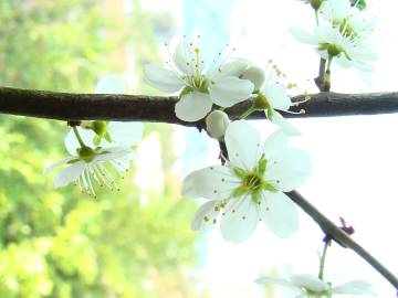 Fotografia da espécie Prunus spinosa