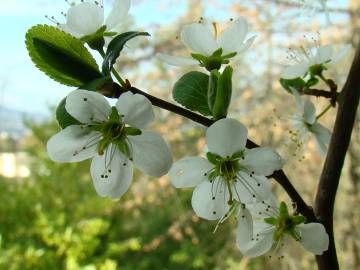 Fotografia da espécie Prunus spinosa