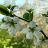 Fotografia 4 da espécie Prunus spinosa do Jardim Botânico UTAD