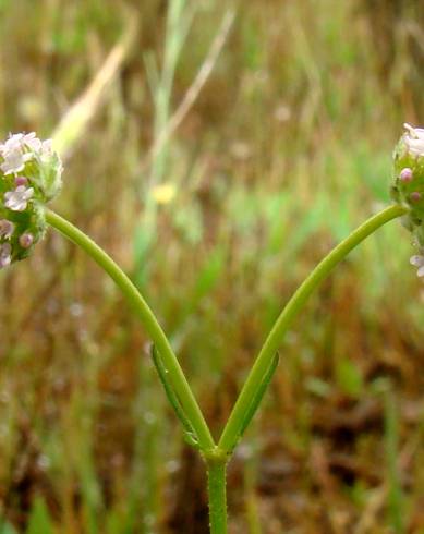 Fotografia de capa Valerianella coronata - do Jardim Botânico