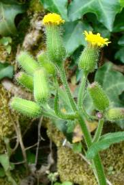 Fotografia da espécie Senecio sylvaticus