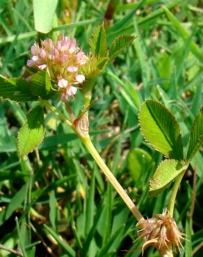 Fotografia 3 da espécie Trifolium glomeratum no Jardim Botânico UTAD