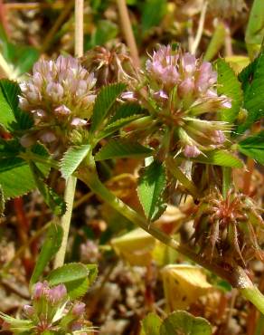 Fotografia 4 da espécie Trifolium glomeratum no Jardim Botânico UTAD