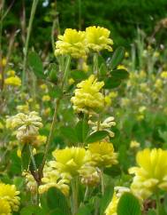 Trifolium campestre