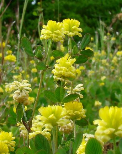 Fotografia de capa Trifolium campestre - do Jardim Botânico