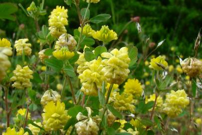 Fotografia da espécie Trifolium campestre