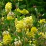 Fotografia 2 da espécie Trifolium campestre do Jardim Botânico UTAD