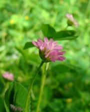 Fotografia da espécie Trifolium strictum