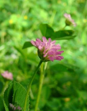 Fotografia 1 da espécie Trifolium strictum no Jardim Botânico UTAD