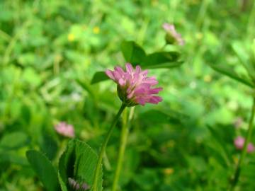 Fotografia da espécie Trifolium strictum