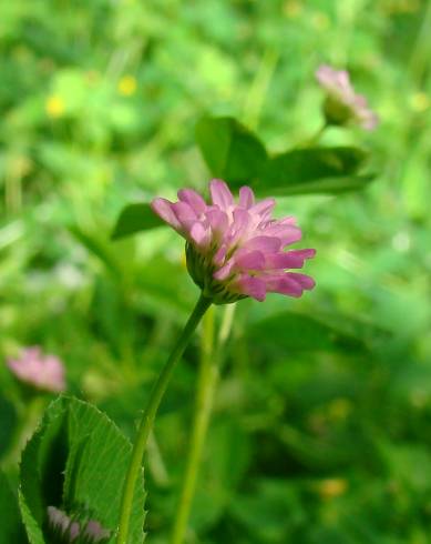 Fotografia de capa Trifolium strictum - do Jardim Botânico