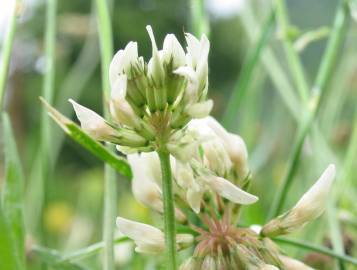 Fotografia da espécie Trifolium repens var. repens