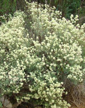 Fotografia 1 da espécie Thymus mastichina no Jardim Botânico UTAD