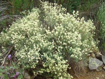 Fotografia da espécie Thymus mastichina