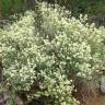 Fotografia 1 da espécie Thymus mastichina do Jardim Botânico UTAD