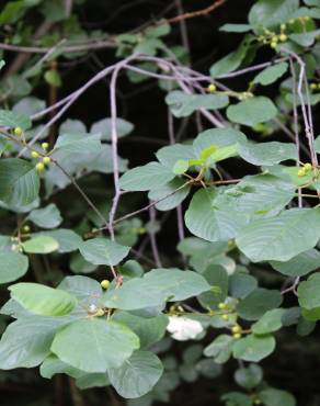 Fotografia 4 da espécie Frangula alnus no Jardim Botânico UTAD