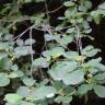 Fotografia 5 da espécie Frangula alnus do Jardim Botânico UTAD