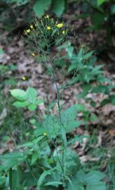 Fotografia da espécie Lapsana communis subesp. communis